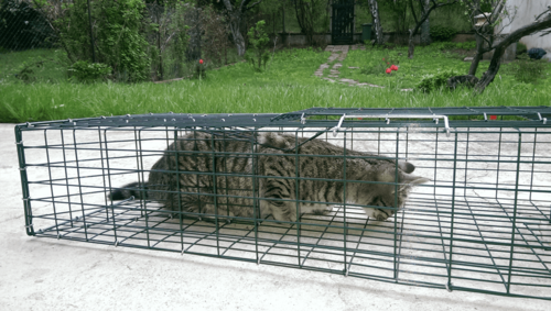 Хуманен капан 1000х320х150 мм