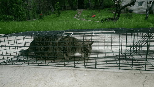 Хуманен капан 1000х320х150 мм