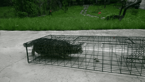 Хуманен капан 1000х320х150 мм