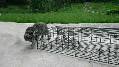 Хуманен капан 1000х320х150 мм