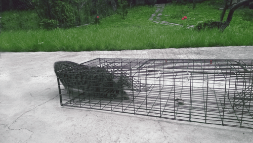 Хуманен капан 1000х320х150 мм