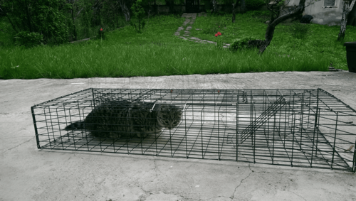 Хуманен капан 1000х320х150 мм