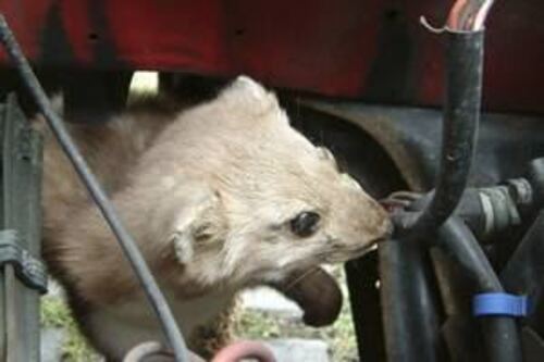 Спрей против белки Motip Dupli 12 бр х 500 мл