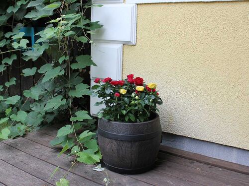 Саксия Рото Буренце S - XXL