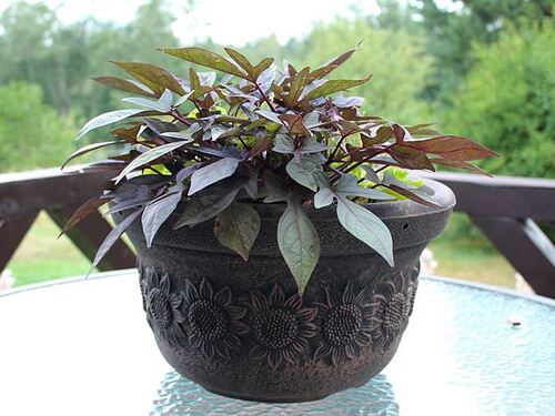 Саксия Рото Планика кръгла малка S Ø 390 х 220 мм