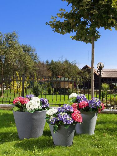 Саксия Рото Джаз голяма L 570 x 470 мм