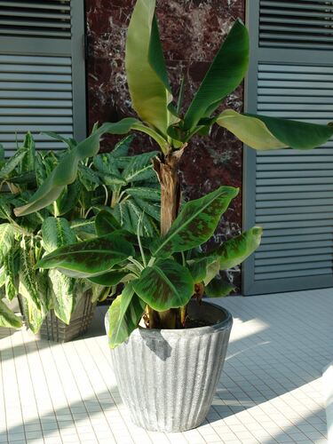 Саксия Рото Нуша кръгла 39 x 39 x 35 см