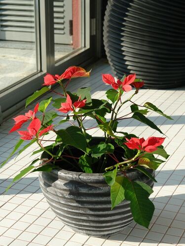 Саксия Рото Модерно голяма L 42 x 42 x 30 см