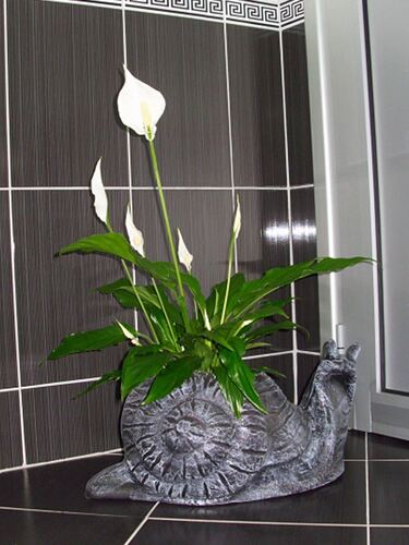 Саксия Рото Охлюв 47x28x25