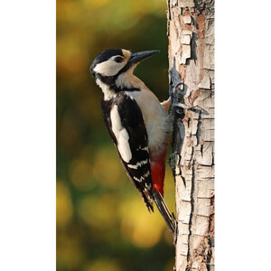 Плашило Кълвач за прогонване на кълвачи