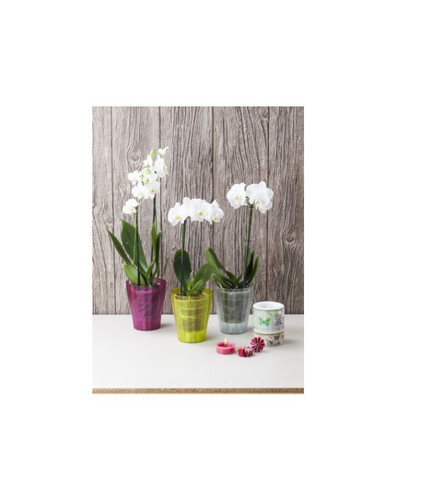 Прозрачна кашпа Plastia Ola Ф16см