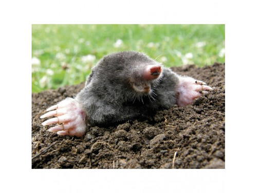 Водоустойчив гел против къртици и видри Flortis 1000 мл