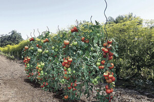 Спираловиден кол  за домати