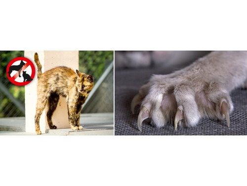 Електронен уред за прогонване на кучета и котки