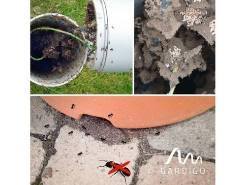 Соларен подземен уред DIAMANTпрогонващ къртици сляпо куче700кв.м