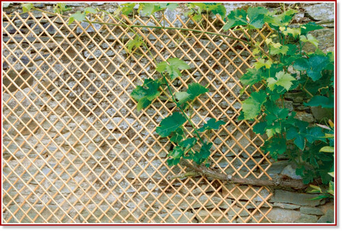 Пергола от ракита Wick Trellis