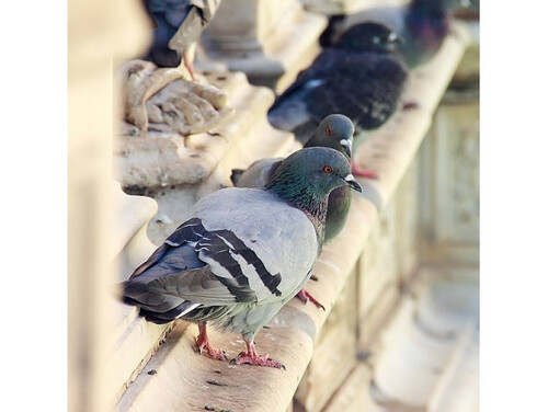 Еко спрей прогонващ гълъби Ecovit 1000мл.